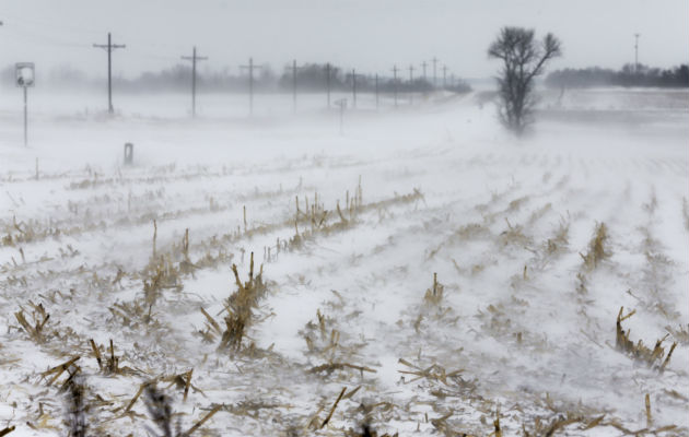 Las filas de tallos de maíz se levantan en la nieve que sopla al norte de la ciudad de Nebraska, en Estados Unidos. 