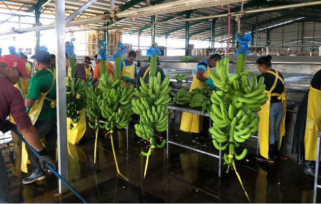 La reactivación de la zona bananera supone una producción de 900 hectáreas cada año y una productividad promedio de 2,725 cajas de banano por hectáreas, por año. Foto/Cortesía