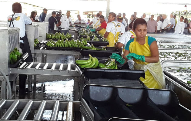 Hoy día ya se cuentan con 300 empleos directos y 200 indirectos. Foto/Cortesía