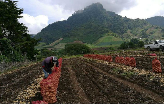 Las importaciones han sido un obstáculo para los productores. Archivo