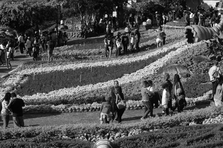 La Feria de las Flores y del Café 2019, se inicia hoy, 10 de enero, y concluye el 20 de enero.