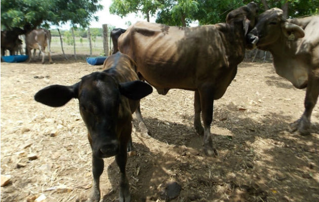 La falta de agua afecta directamente al ganado. Foto: Epasa