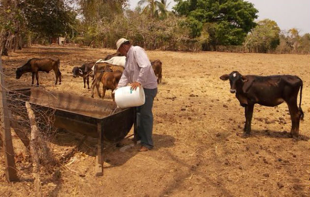 Animales afectados por la falta de agua. Foto: Epasa