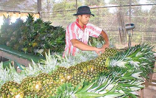 Aumenta producción de piña | Panamá América