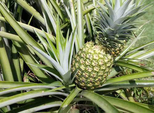 Certifican a productora de piña | Panamá América
