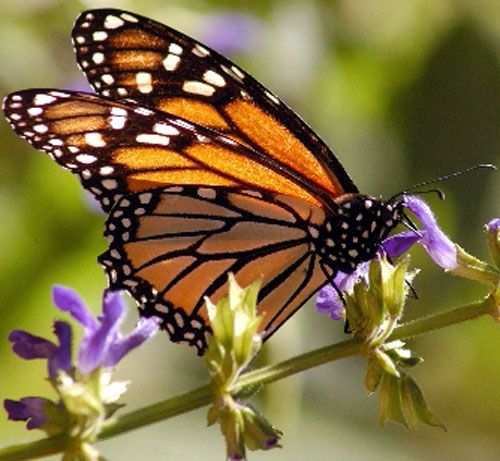 Insectos en peligro de extinción en Europa | Panamá América