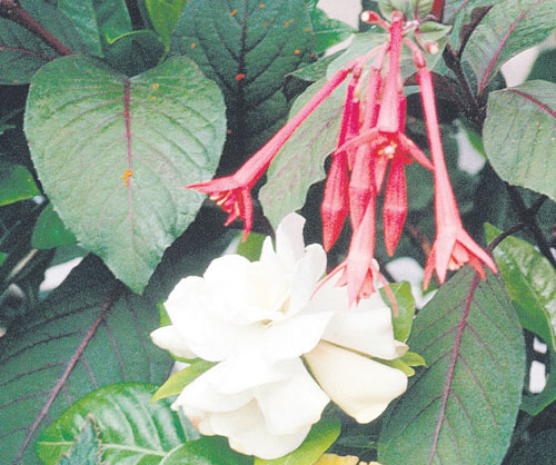 Begonia, una planta de belleza insuperable | Panamá América