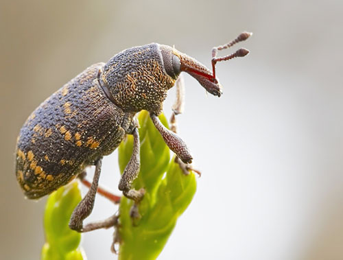 Tres nuevas especies de gorgojos en los bosques | Panamá América