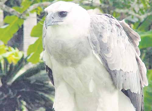 El águila arpía y su grandeza memorable | Panamá América