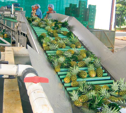 Mercados de EE.UU. y Europa interesados en piñas panameñas | Panamá América