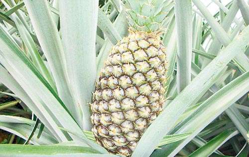 Aumenta producción de piña | Panamá América