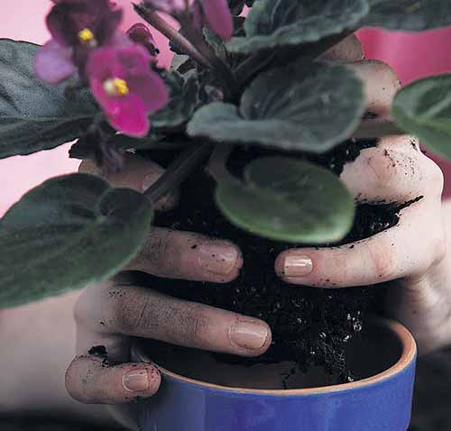 Violeta africana, la reina del jardín | Panamá América