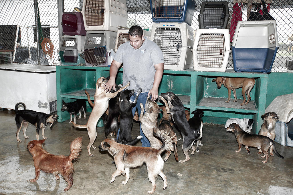 Dedicados A Rescatar Animales Panama America