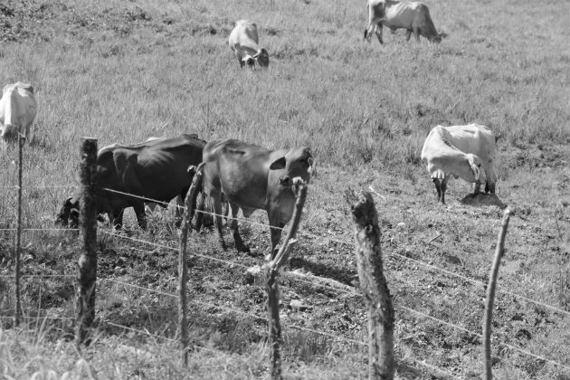 Se requiere que los funcionarios hagan visitas periódicas a las fincas para saber la condición de los animales y de los cultivos. Foto: Archivo. Epasa.