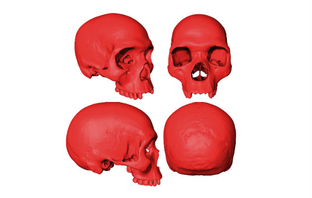 Con ayuda de fósiles y TACs, investigadores crearon posible modelo del cráneo de ancestro humano primitivo. Foto/ Aurélien Mounier/CNRS-MNHN.