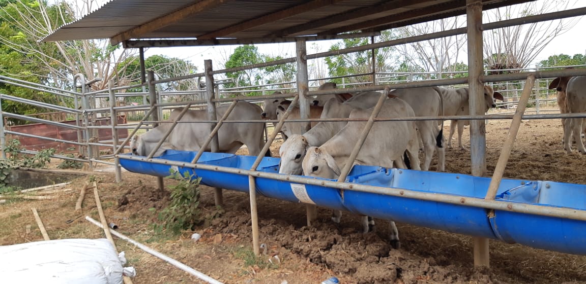 En los primeros cuatro meses del año se denunciaron 42 casos de hurto de animales en fincas de la provincia santeña, Foto/Thays Rodríguez