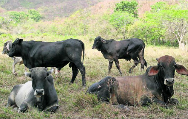 Productores en alerta ante exportaciones a China. Archivo