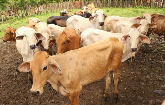 El año pasado el precio de la carne disminuyó un 12 por ciento. Archivo