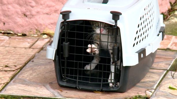 Un gato fue encontrado en la residencia que fue allanada en  Altos del Chase, en Betania. 