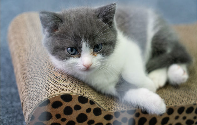 Garlic es el primer gato clonado por Sinogene, una compañía en Beijing que ha clonado docenas de perros. Foto/ Yan Cong para The New York Times.