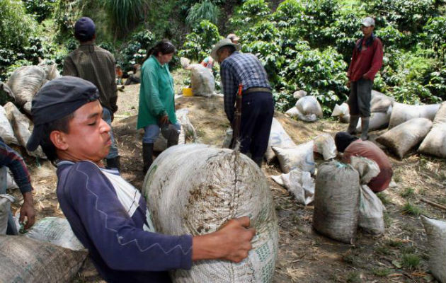 Apuestan a  la tecnificación de productores. EFE