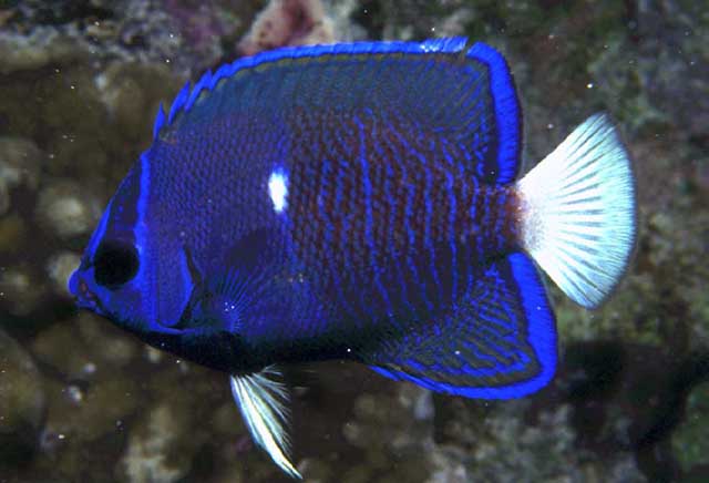 Holacanthus limbaughi. Foto: Cortesía Ross Robertson, científico del Smithsonian en Panamá.