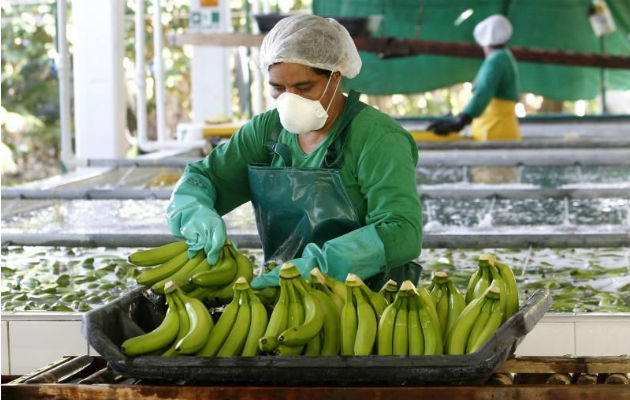  Aconsejan reforzar los estudios y diagnósticos de posibles casos de fusarium en variedades americanas.