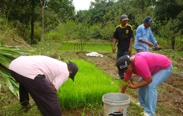 El centro servirá como modelo para los agricultores nacionales.  / Archivo