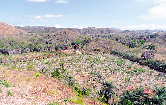 En la finca hay 2,500 plantones de guayaba taiwanesa.(Elena Valdez)