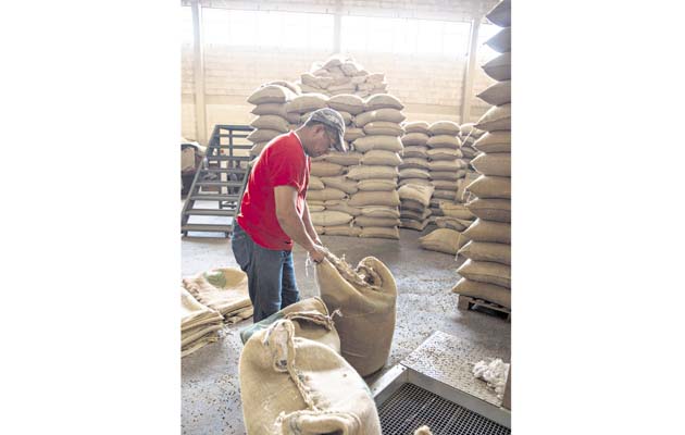 Unas cinco vueltas de recolección se realizan en cada cosecha.(Cortesía)