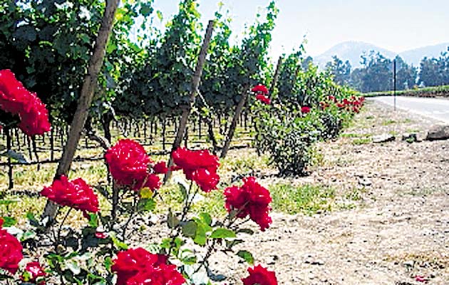 La principal función de los rosales a la cabecera de las hileras de vides, además de servir de adorno, por ser plantas muy delicadas, detectan primero los ataques de plagas y cambios climáticos o del suelo.