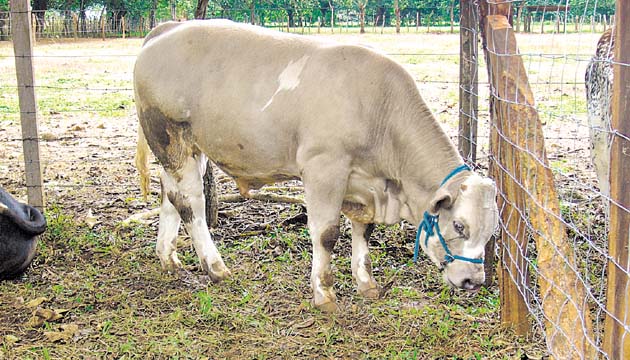 El precio de la carne en canal estaba en 2013 entre $1.35 a $1.40 por libra.(Archivo.)