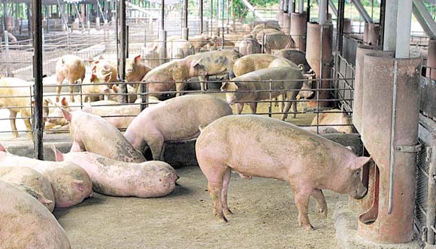 Para los porcicultores, el año pasado se dio una recuperación en el sector.(Archivo.)