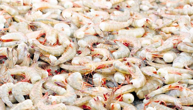Los camarones siguen teniendo demanda en el extranjero.(Archivo.)