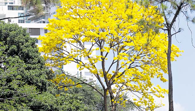 En esta administración se lograron recuperar 340 mt2 que le pertenecían al Parque Omar. Y aunque se respetaron acuerdos anteriores, no se dieron permisos para la construcción privada de nuevos accesos al parque.(Alejandro Méndez)