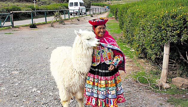 Las alpacas y llamas son muy comunes en los alrededores. Estos animales son parientes cercanos de los camellos.()