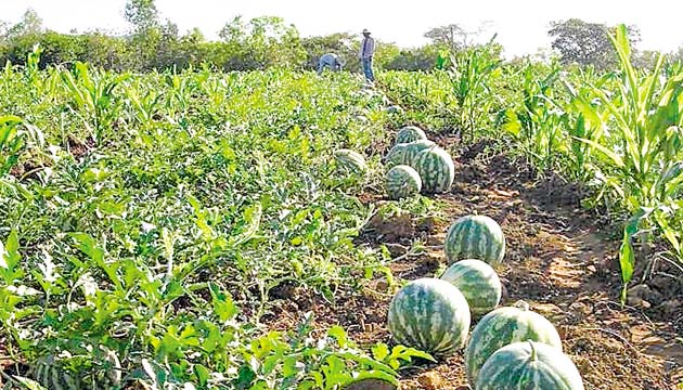 La sandía es un producto que se beneficia del clima seco.(Archivo.)