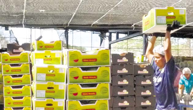 Los rendimientos por hectáreas se han incrementado.(Tahis Domínguez.)