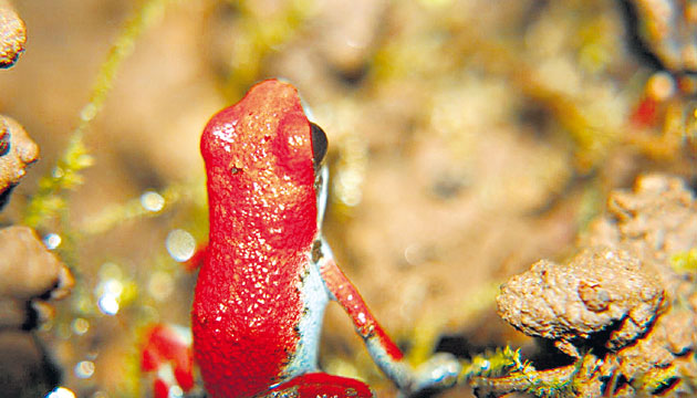 Abundan ranitas rojas, cuyo nombre científico es Oophaga pumilio.