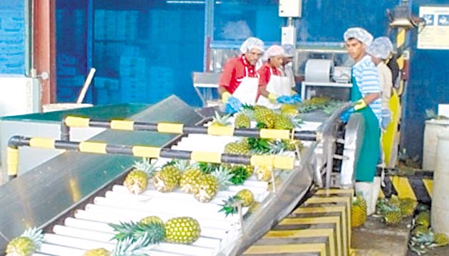 Productos como la piña tienen gran aceptación en EE.UU.(Archivo)