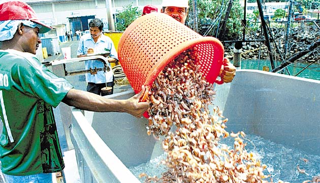 Los productos del mar también son exportados a ese mercado.(Archivo)
