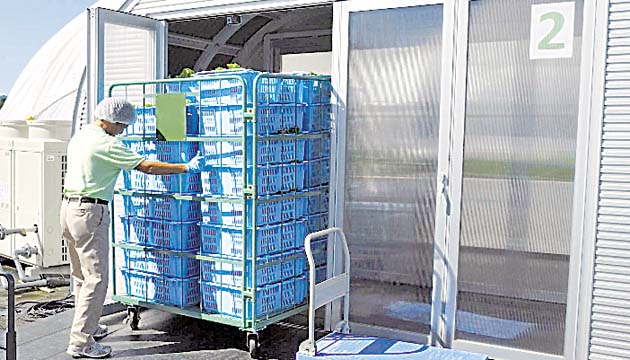 Panamá produce vegetales y frutas con alta tecnología limpia.(Víctor Arosemena)