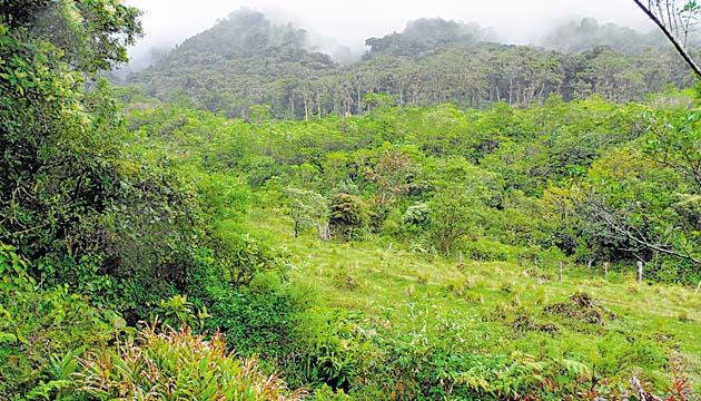 Evidencia agreste. El sendero El Pianista, en Boquete, ha vuelto a ser zona de investigación. De sus rutas que conectan con Bocas del Toro podrían salir a relucir las evidencias que confirmen qué les ocurrió a las jóvenes desaparecidas.