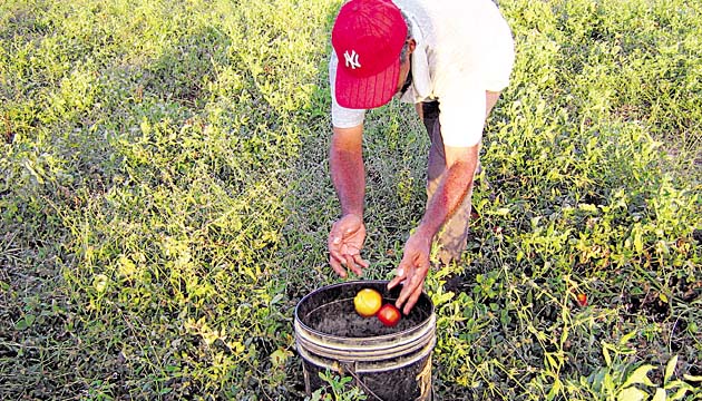 Papa, cebolla y tomate estarían metidos en los precios regulados.(Archivo)