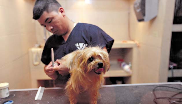 A los dueños les gusta ver su perro fashion.(Edwin González)