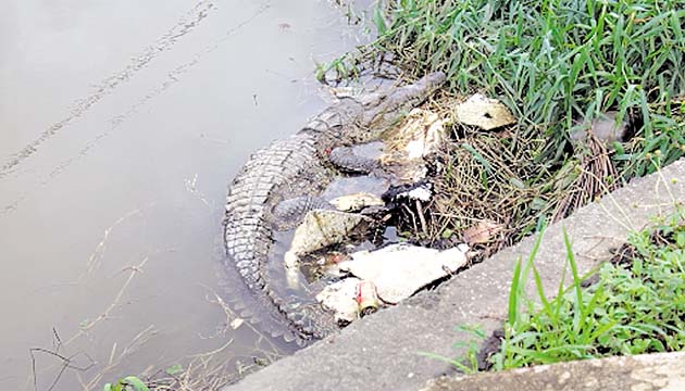 LLuvia arrastró un animal silvestre a la ciudad de Colón