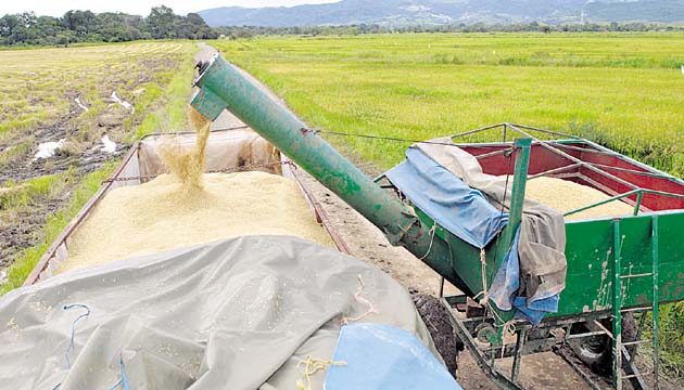 La mayor producción de arroz mecanizado se efectúa en la provincia de Chiriquí, con datos actuales le sigue Coclé.(Hermes González.)