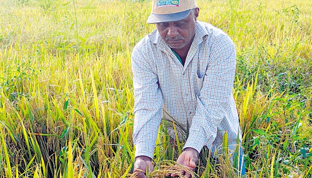Los productores de arroz y maíz piden políticas públicas de incentivo para el sector.(Archivo)
