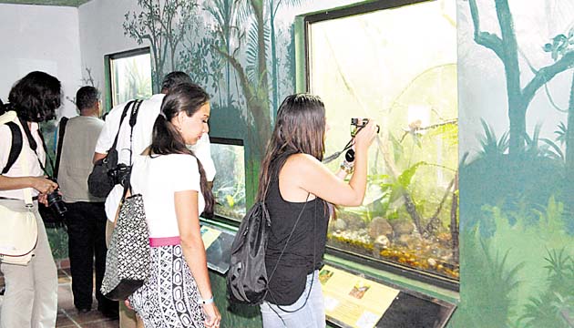 Una colección de ranas, incluyendo las doradas, se exhibe en El Níspero.(Alcides Rodríguez)