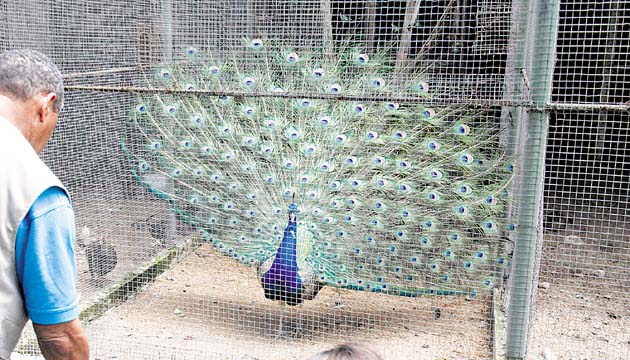 Este pavo real regala su belleza a los visitantes de El Níspero.